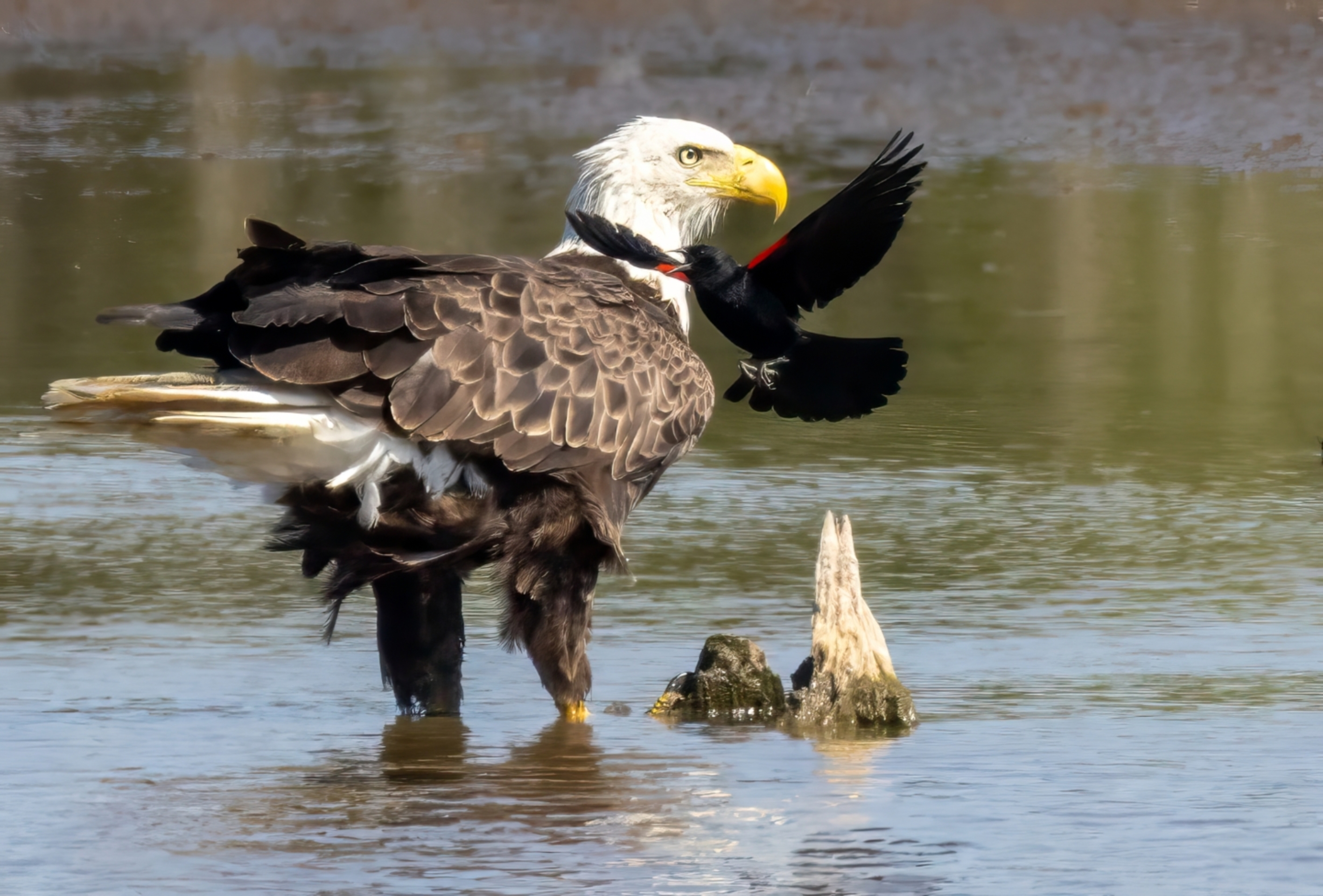 1st PrizeOpen Nature In Class 3 By Mark Cohen For Me And My Buddy SEP-2024.jpg